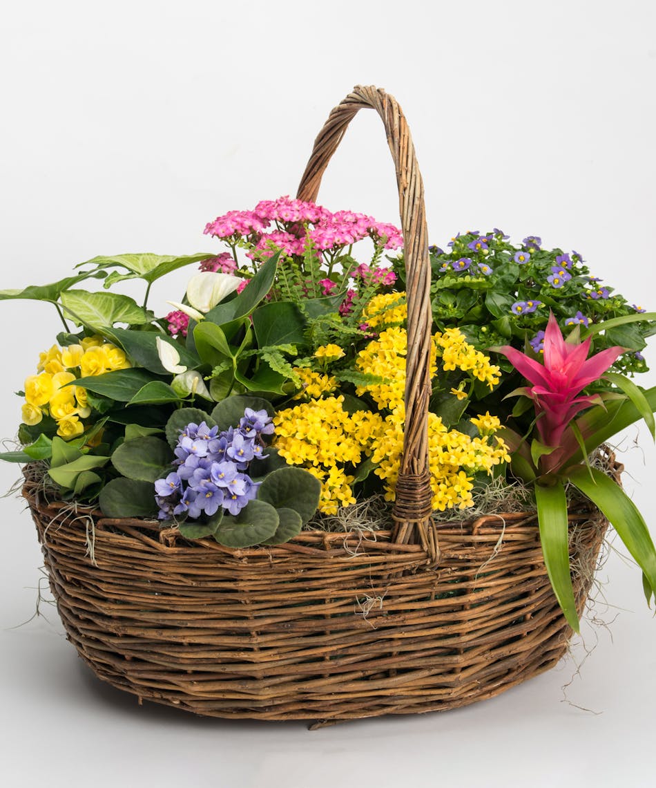 Plant Basket & Plant Delivery Philadelphia (PA) Sameday Delivery