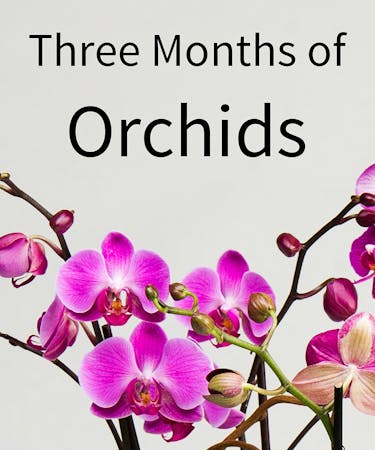 3 Months Of Orchids Philadelphia Florist Orchid Delivery