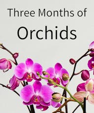 3 Months of Orchids