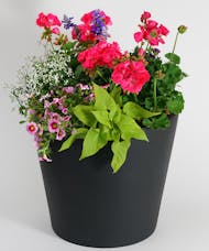 Blooming Patio Pots - Stone Collection