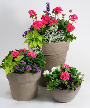 Blooming Patio Pots - Natural Collection