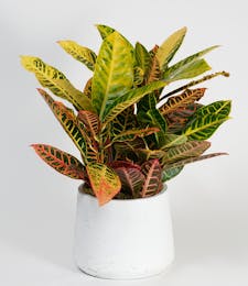 Croton Plant - Choose Your Container