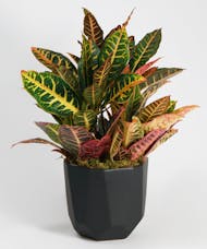 Croton Plant - Choose Your Container