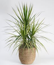 Large Dracaena Kiwi - Choose Your Container