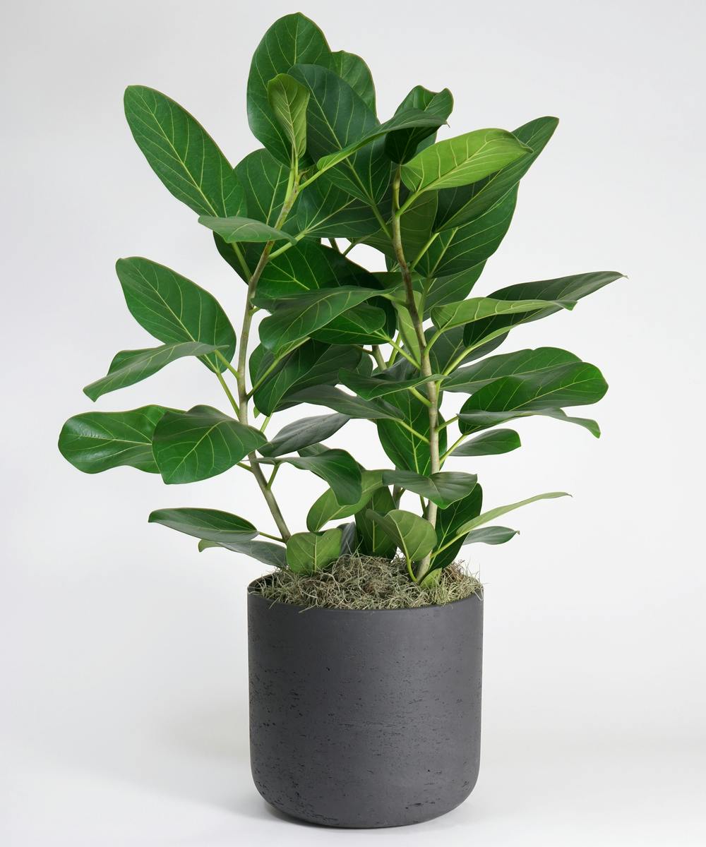 Ficus Audrey | Indoor Plants, Gift Delivery, Local Florist- Robertson's ...