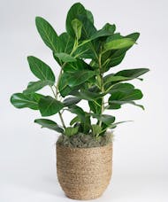 Large Ficus Audrey - Choose Your Container