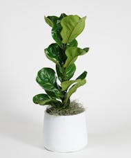 Ficus Lyrata - Choose Your Container