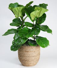 Large Fiddle Leaf Fig - Choose Your Container