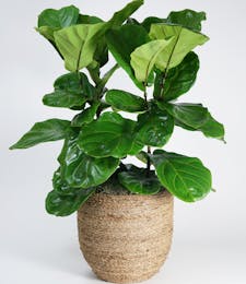 Large Fiddle Leaf Fig - Choose Your Container
