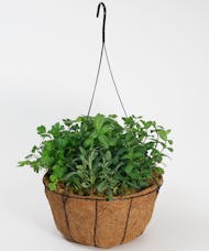 Herb Garden Hanging Basket