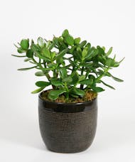 Jade Plant - Choose Your Container