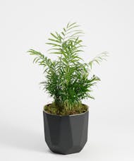 Mini Palm Plant - Choose Your Container