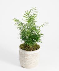 Mini Palm Plant - Choose Your Container