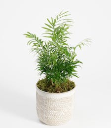 Mini Palm Plant