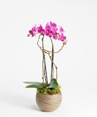 Mini Purple Orchid