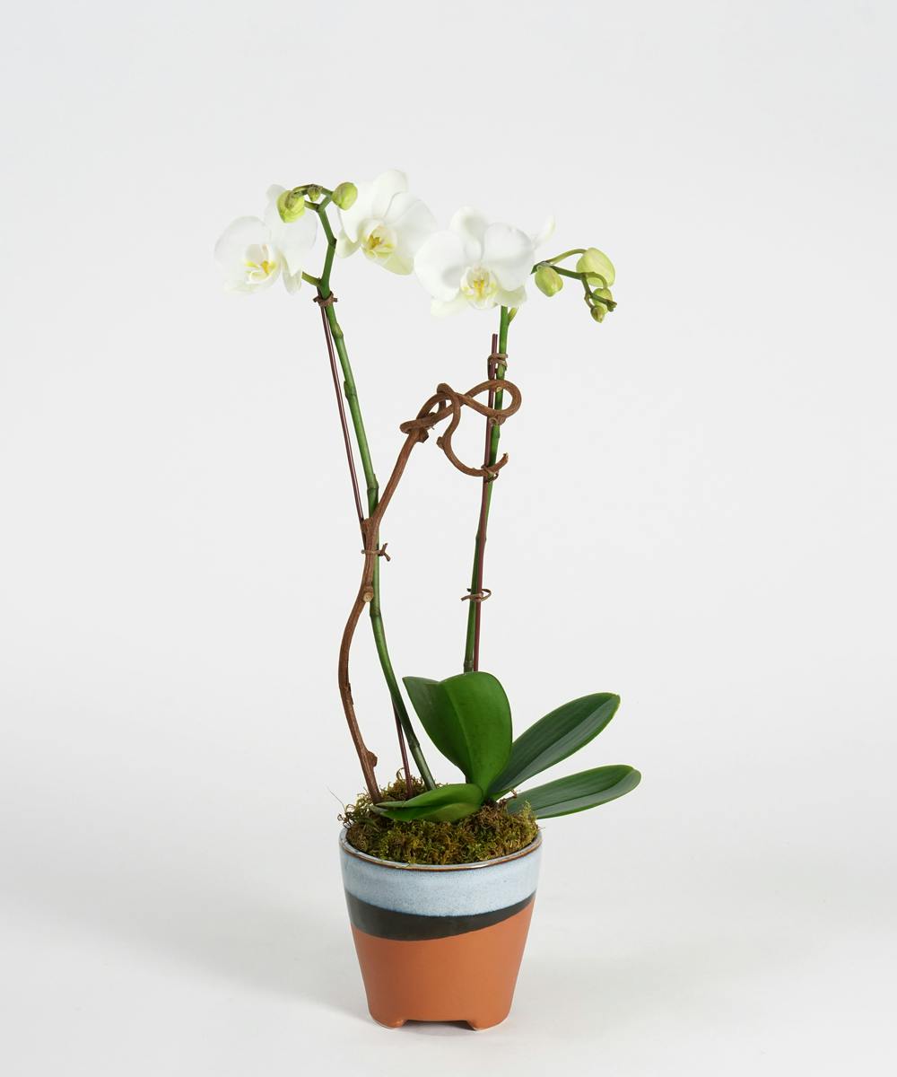 Mini White Orchid Orchid Plants & Gift Delivery, Philadelphia (PA) Robertson's Flowers