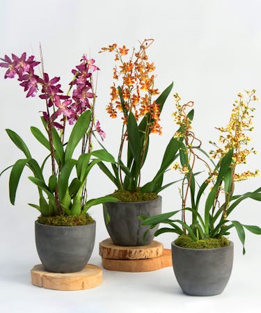 Oncidium Orchid Philadelphia Orchid Delivery Robertson S Flowers