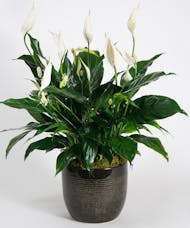Peace Lily