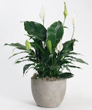 Peace Lily - Choose Your Container
