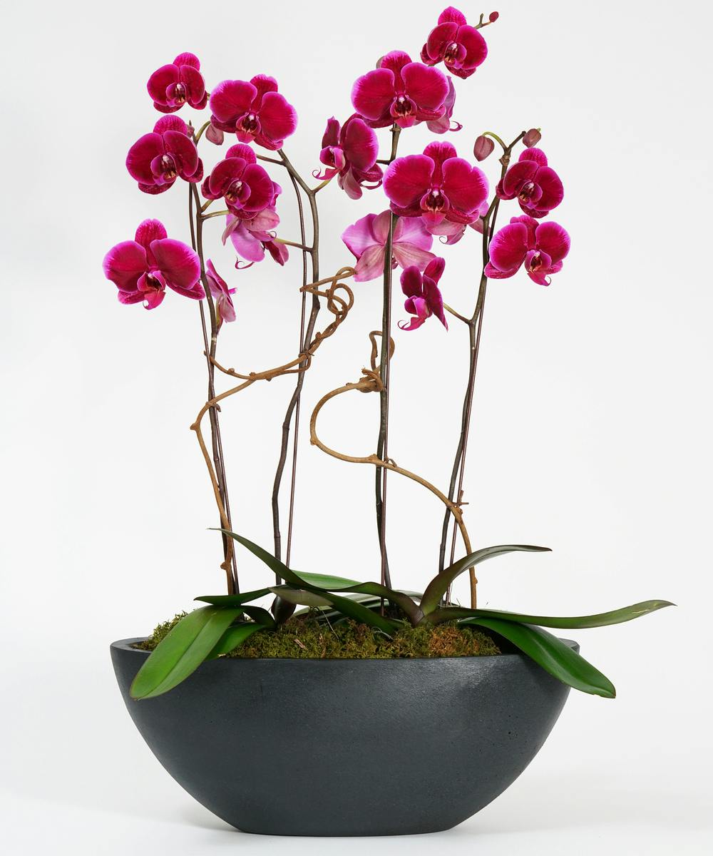 Purple Orchid Garden | Philadelphia Florist, Orchid & Plant Delivery ...