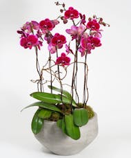 Deluxe Purple Orchid Garden