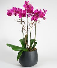 Purple Orchid Garden - Choose Your Container