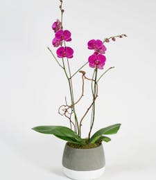Double Purple Orchid - Choose Your Container