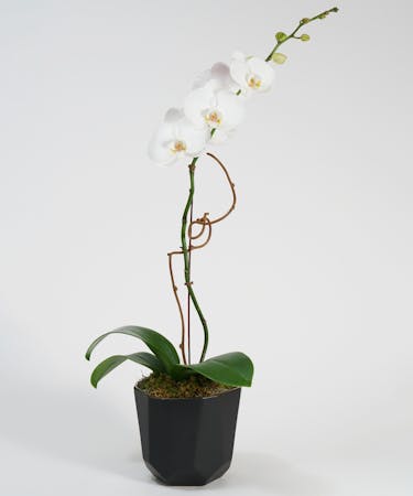 Orchid Plant Delivery Philadelphia Pa Same Day Delivery Robertson S Flowers