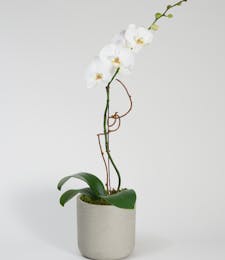 Single White Orchid - Choose Your Container