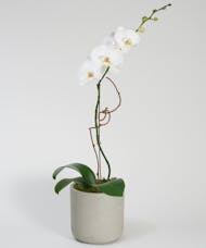 Single White Orchid - Choose Your Container