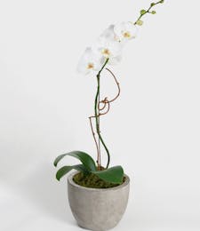 Single White Orchid - Choose Your Container
