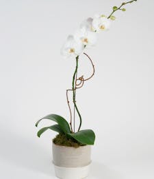 Single White Orchid