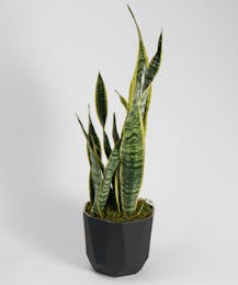 Snake Plant