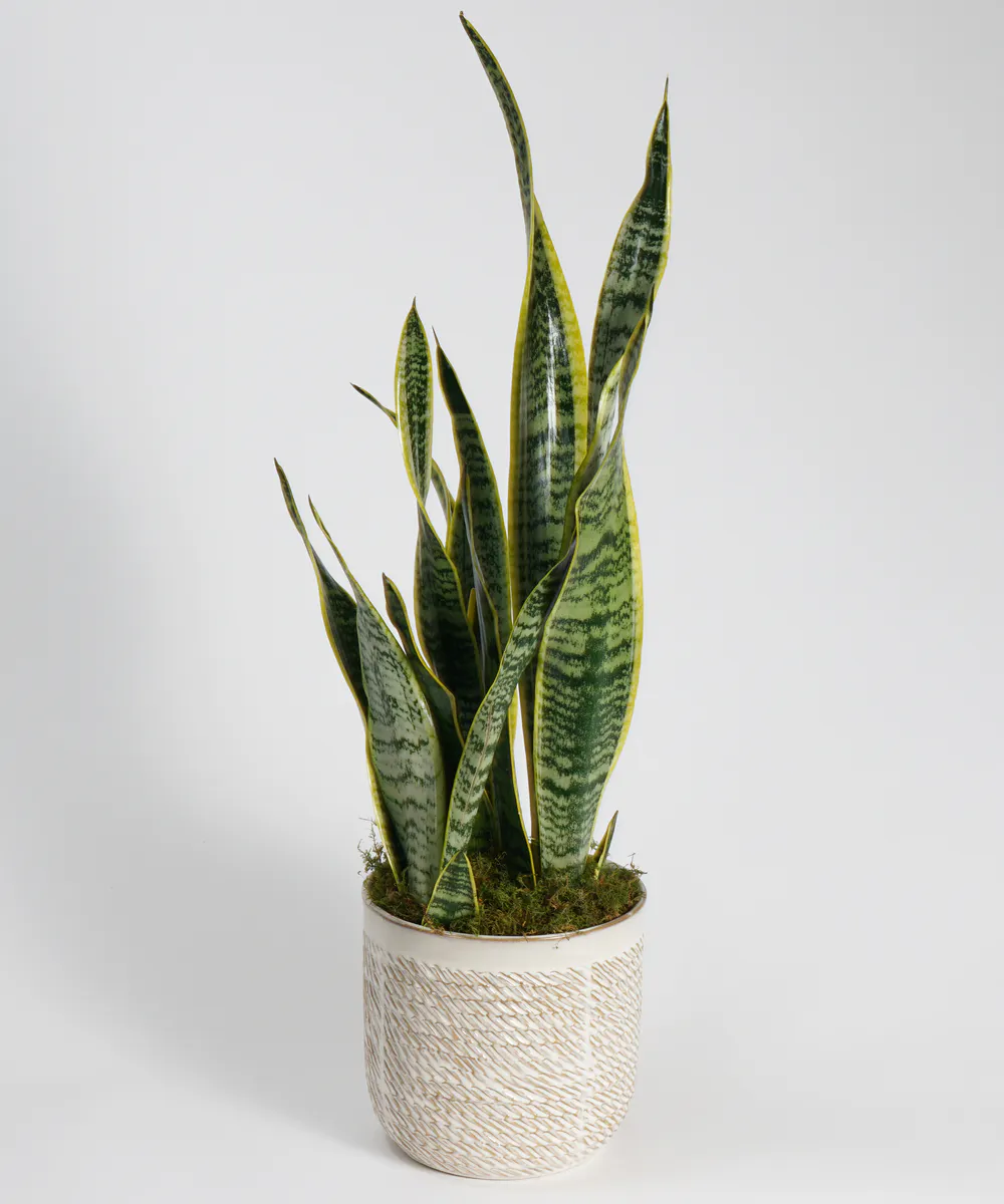 Snake Plant Plants, Philadelphia Florist Robertson�s