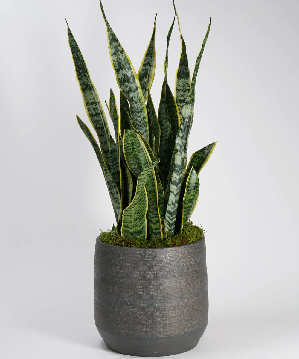 Snake Plant Home &amp; Indoor Plants, Philadelphia Delivery