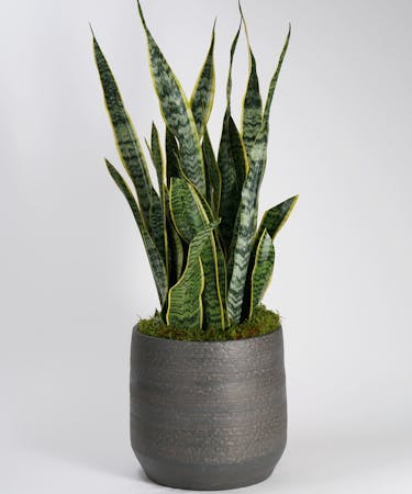 Snake Plant | Indoor House Plants, Philadelphia Delivery - Robertson's ...