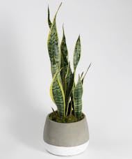 Snake Plant - Choose Your Container
