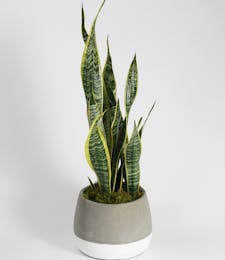 Snake Plant - Choose Your Container