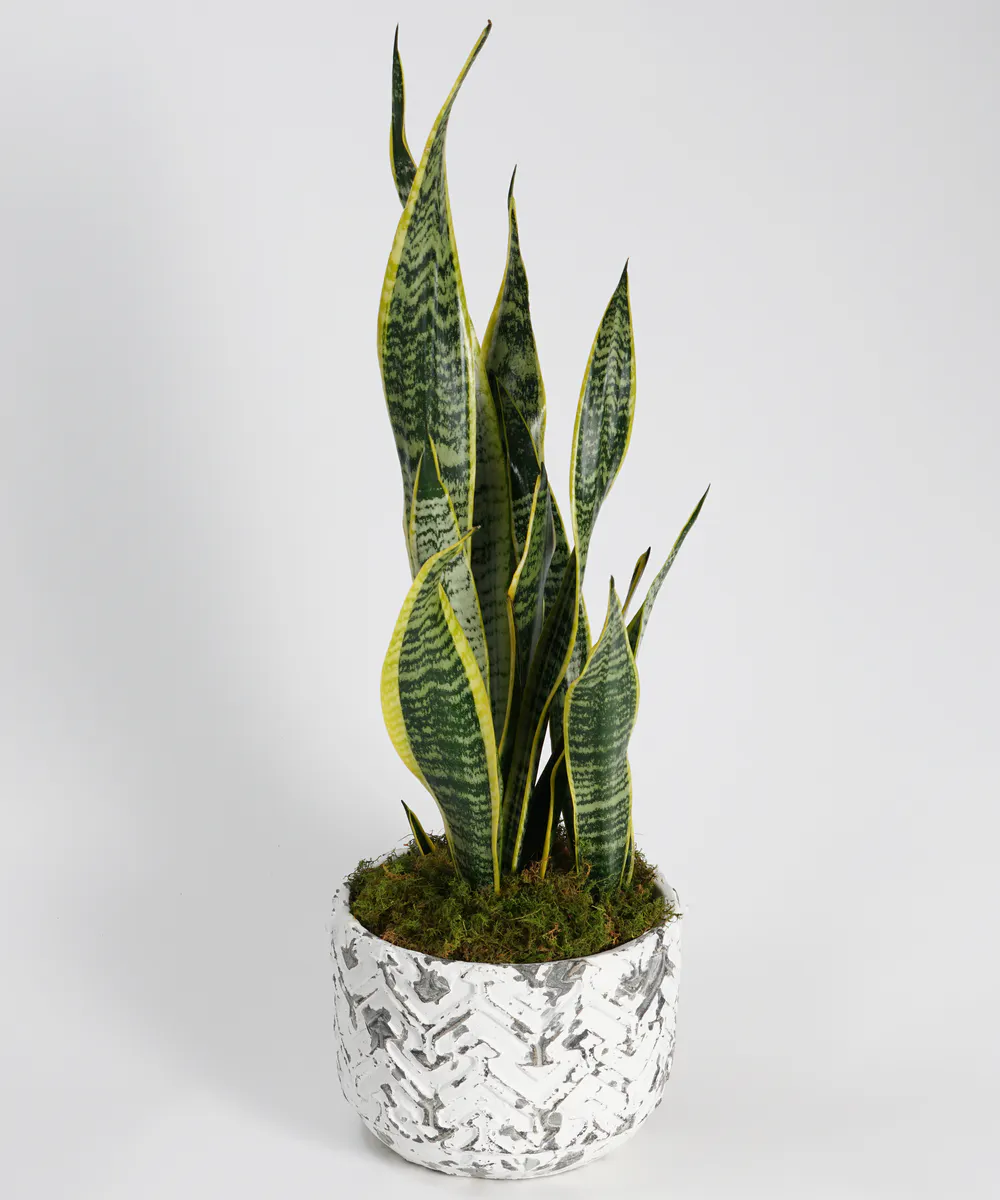 Snake Plant Plants, Philadelphia Florist Robertson�s