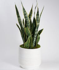 Large Snake Plant - Choose Your Container