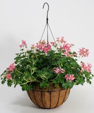 Ivy Geranium Hanging Basket