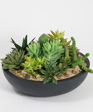 Succulent Garden (Black Monique Bowl)