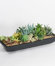 Succulent Garden (Pandora Trough)