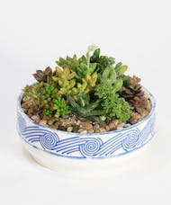 Succulent Garden (Wave Bowl)