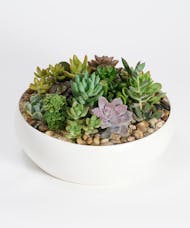 Succulent Garden (Simply Bowl)