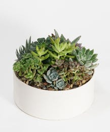 Succulent Garden (Decatur Bowl)