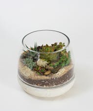 Succulent Terrarium