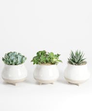 Succulent Trio (Blair Pot)