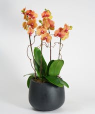 Surf Song Orchid Garden - Choose Your Container