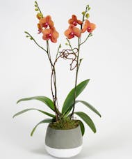 Surf Song Orchid - Choose Your Container